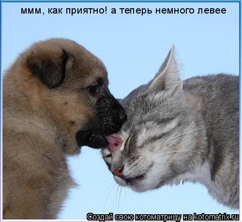 ммм, как приятно! а теперь немного левее... Котоматрица: ммм, как приятно! а теперь немного левее