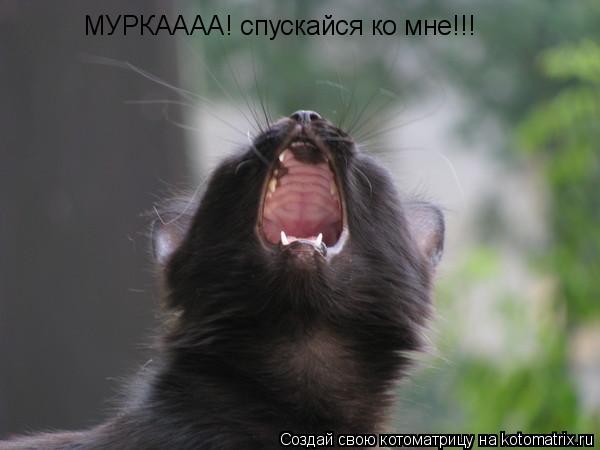 МУРКАААА! спускайся ко мне!!!... Котоматрица: МУРКАААА! спускайся ко мне!!!