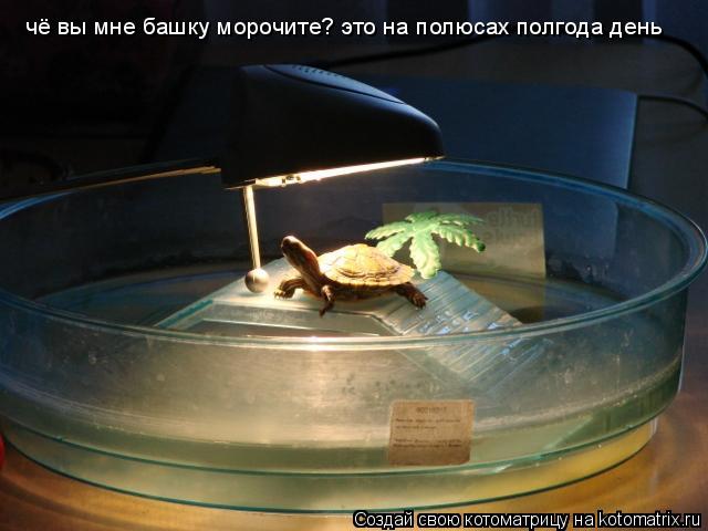 чё вы мне башку морочите? это на полюсах полгода день... Котоматрица: чё вы мне башку морочите? это на полюсах полгода день