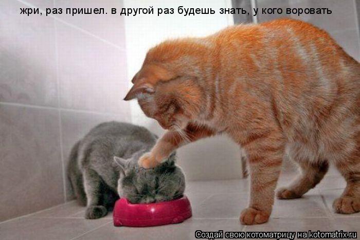 жри, раз пришел. в другой раз будешь знать, у кого воровать... Котоматрица: жри, раз пришел. в другой раз будешь знать, у кого воровать