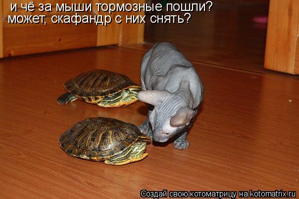 и чё за мыши тормозные пошли? может, скафандр с них снять?... Котоматрица: и чё за мыши тормозные пошли? может, скафандр с них снять?