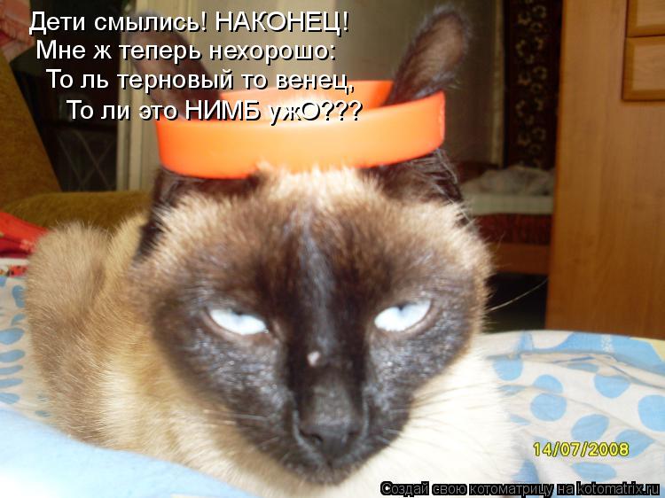 Котоматрица: Дети смылись! НАКОНЕЦ! Мне ж теперь нехорошо: То ль терновый то венец, То ли это НИМБ ужО???