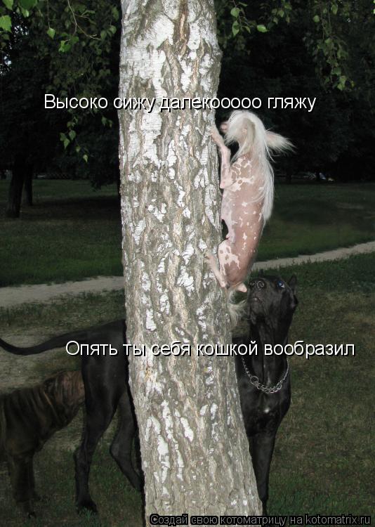 Высоко сижу далекооооо гляжу Опять ты себя кошкой вообразил... Котоматрица: Высоко сижу далекооооо гляжу Опять ты себя кошкой вообразил
