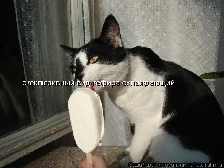 эксклюзивный вид кефира охлаждающий... Котоматрица: эксклюзивный вид кефира охлаждающий