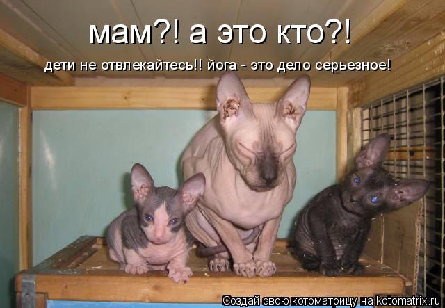 мам?! а это кто?! дети не отвлекайтесь!! йога - это дело серьезное!... Котоматрица: мам?! а это кто?! дети не отвлекайтесь!! йога - это дело серьезное!