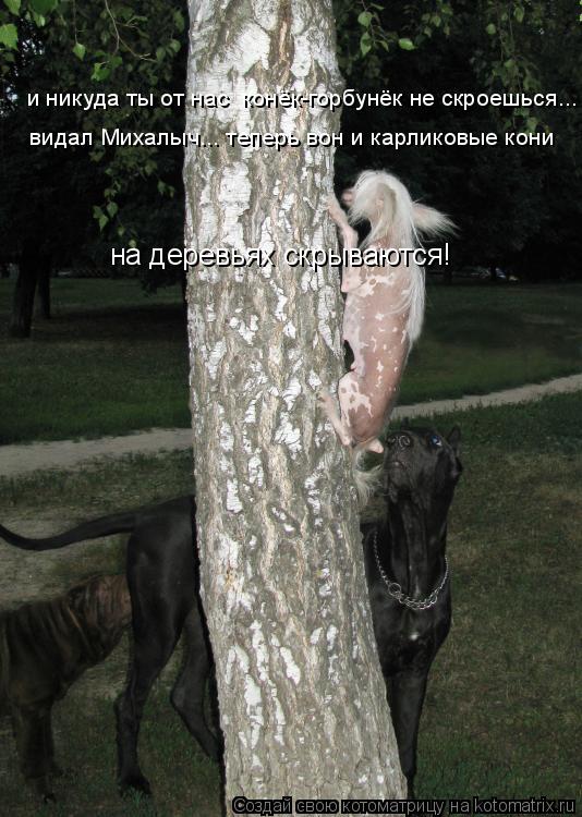 и никуда ты от нас конёк-горбунёк не скроешься... видал Михалыч... теперь вон и карликовые кони на ... Котоматрица: и никуда ты от нас конёк-горбунёк не скроешься... видал Михалыч... теперь вон и карликовые кони на деревьях скрываются!