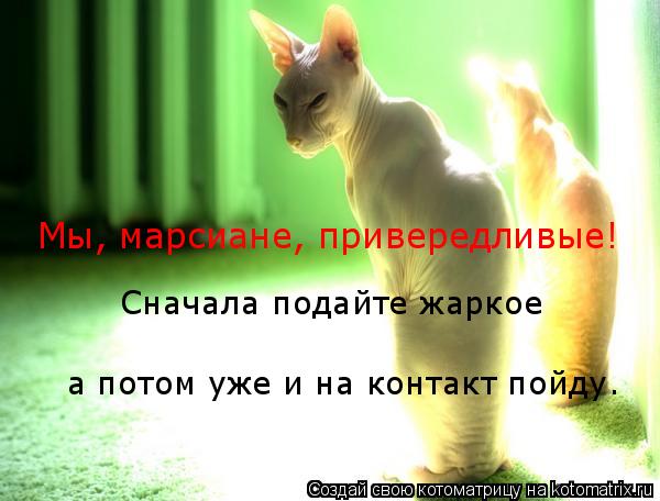 Мы, марсиане, привередливые! Сначала подайте жаркое а потом уже и на контакт пойду.... Котоматрица: Мы, марсиане, привередливые! Сначала подайте жаркое а потом уже и на контакт пойду.