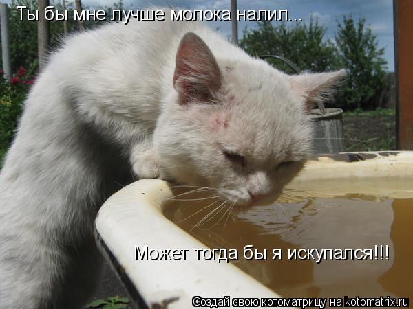 Ты бы мне лучше молока налил... Может тогда бы я искупался!!!... Котоматрица: Ты бы мне лучше молока налил... Может тогда бы я искупался!!!