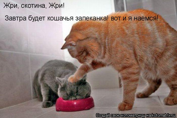 Жри, скотина, Жри! Завтра будет кошачья запеканка! вот и я наемся!... Котоматрица: Жри, скотина, Жри! Завтра будет кошачья запеканка! вот и я наемся!