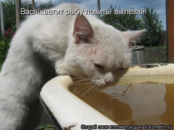 Вася!хватит рыбу ловить! вылезай!... Котоматрица: Вася!хватит рыбу ловить! вылезай!
