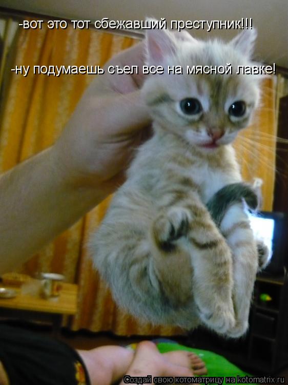 -ну подумаешь съел все на мясной лавке! -вот это тот сбежавший преступник!!!... Котоматрица: -ну подумаешь съел все на мясной лавке! -вот это тот сбежавший преступник!!!