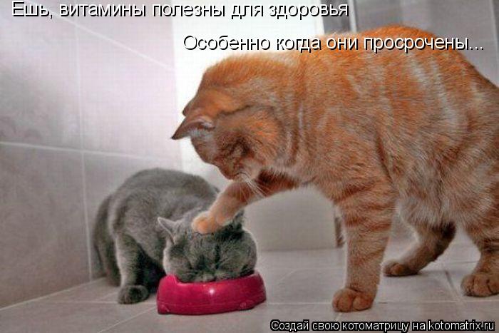 Ешь, витамины полезны для здоровья Особенно когда они просрочены...... Котоматрица: Ешь, витамины полезны для здоровья Особенно когда они просрочены...