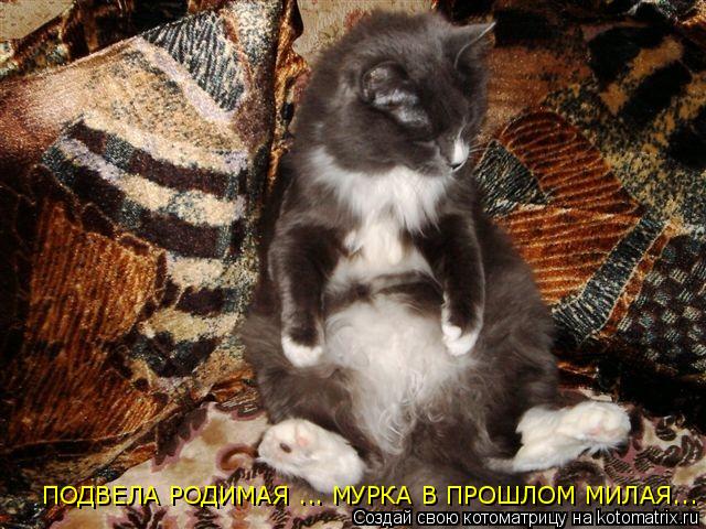 ПОДВЕЛА РОДИМАЯ ... МУРКА В ПРОШЛОМ МИЛАЯ...... Котоматрица: ПОДВЕЛА РОДИМАЯ ... МУРКА В ПРОШЛОМ МИЛАЯ...