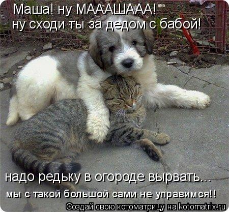 Маша! ну МАААШААА! ну сходи ты за дедом с бабой! надо редьку в огороде вырвать... мы с такой большой ... Котоматрица: Маша! ну МАААШААА! ну сходи ты за дедом с бабой! надо редьку в огороде вырвать... мы с такой большой сами не управимся!!