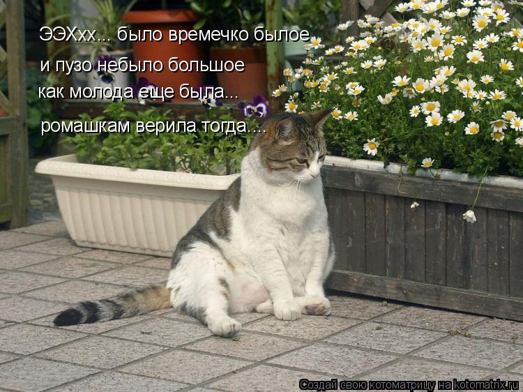 ЭЭХхх... было времечко былое и пузо небыло большое ромашкам верила тогда.... как молода еще была...... Котоматрица: ЭЭХхх... было времечко былое и пузо небыло большое ромашкам верила тогда.... как молода еще была...