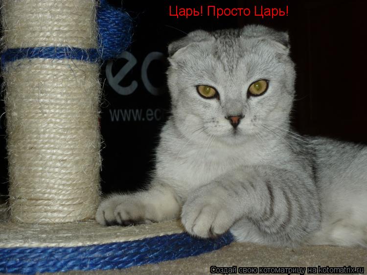 Царь! Просто Царь!... Котоматрица: Царь! Просто Царь!