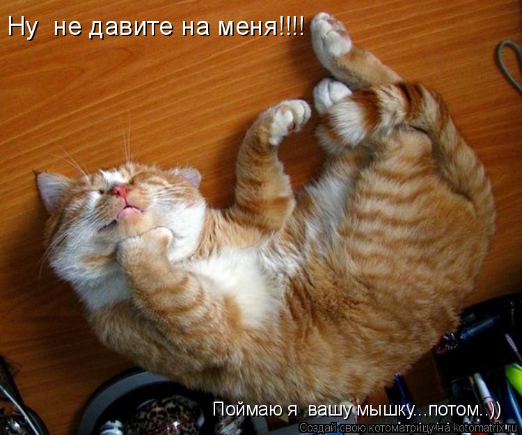 Ну не давите на меня!!!! Поймаю я вашу мышку...потом..))... Котоматрица: Ну не давите на меня!!!! Поймаю я вашу мышку...потом..))