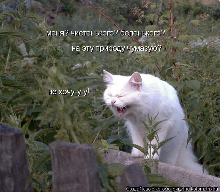 меня? чистенького? беленького? на эту природу чумазую? на эту природу чумазую? не хочу-у-у! не хочу-у... Котоматрица: меня? чистенького? беленького? на эту природу чумазую? на эту природу чумазую? не хочу-у-у! не хочу-у-у!