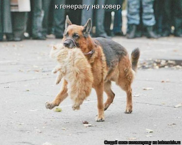 к генералу на ковер... Котоматрица: к генералу на ковер