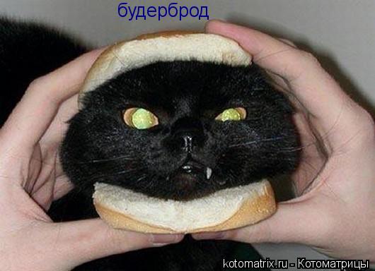 будерброд... Котоматрица: будерброд