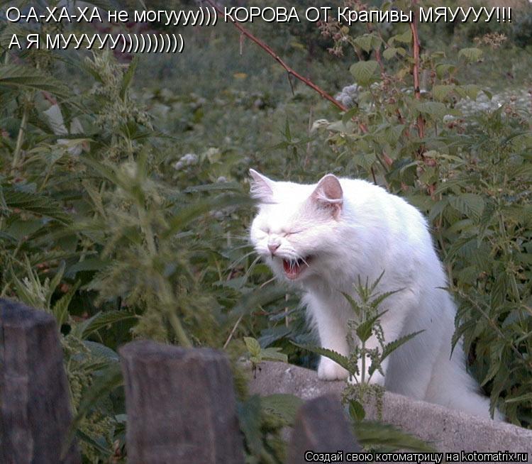 О-А-ХА-ХА не могуууу))) КОРОВА ОТ Крапивы МЯУУУУ!!! А Я МУУУУУ))))))))))... Котоматрица: О-А-ХА-ХА не могуууу))) КОРОВА ОТ Крапивы МЯУУУУ!!! А Я МУУУУУ))))))))))