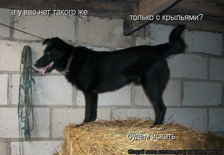 а у вас нет такого же только с крыльями? будем искать... Котоматрица: а у вас нет такого же только с крыльями? будем искать