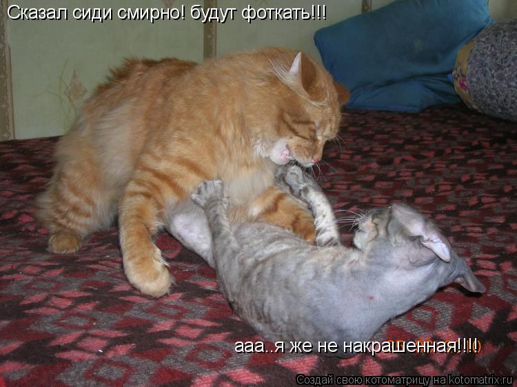 Сказал сиди смирно! будут фоткать!!! ааа..я же не накрашенная!!!!... Котоматрица: Сказал сиди смирно! будут фоткать!!! ааа..я же не накрашенная!!!!