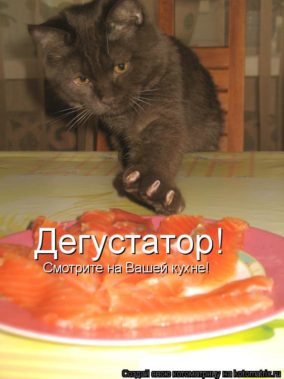 Дегустатор! Смотрите на Вашей кухне!... Котоматрица: Дегустатор! Смотрите на Вашей кухне!
