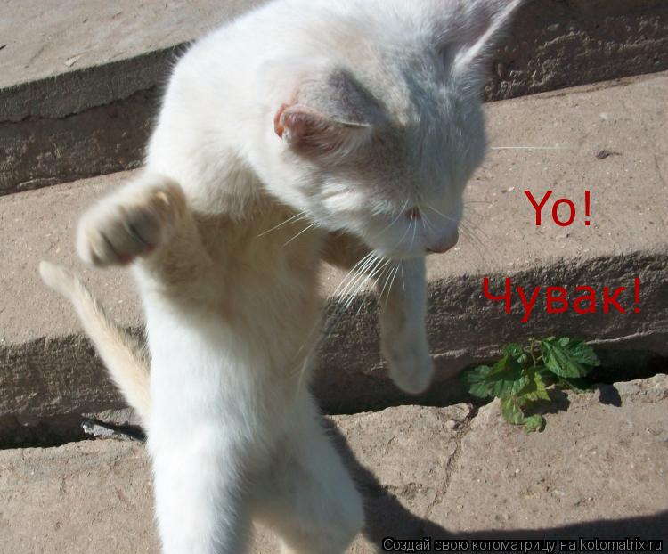 Yo! Чувак!... Котоматрица: Yo! Чувак!