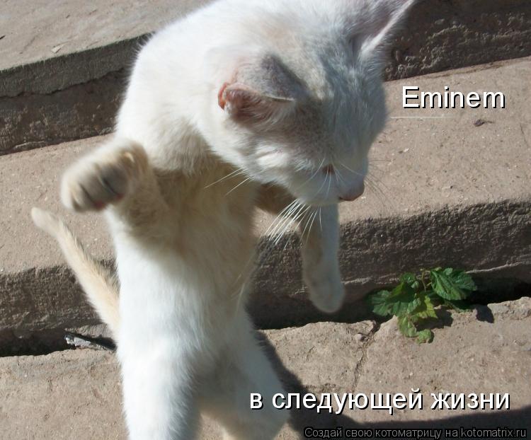 Eminem в следующей жизни... Котоматрица: Eminem в следующей жизни