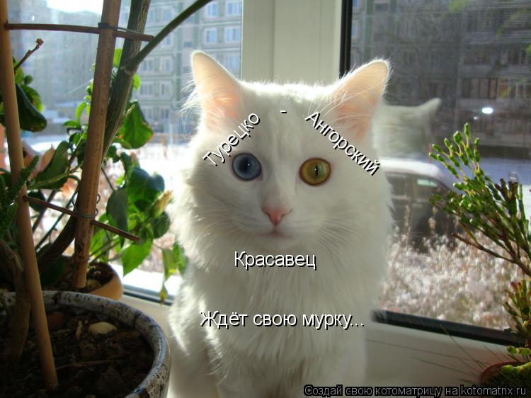 Турецко Ангорский - Красавец Ждёт свою мурку...... Котоматрица: Турецко Ангорский - Красавец Ждёт свою мурку...