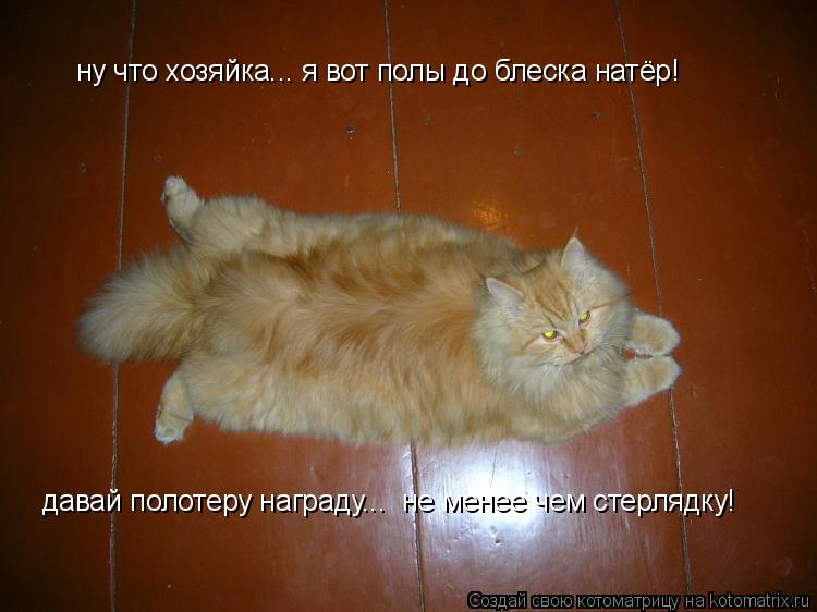 ну что хозяйка... я вот полы до блеска натёр! давай полотеру награду... не менее чем стерлядку!... Котоматрица: ну что хозяйка... я вот полы до блеска натёр! давай полотеру награду... не менее чем стерлядку!