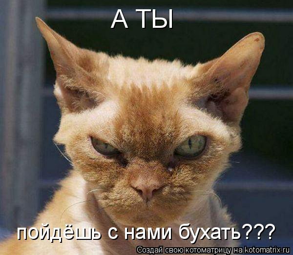 А ТЫ пойдёшь с нами бухать???... Котоматрица: А ТЫ пойдёшь с нами бухать???