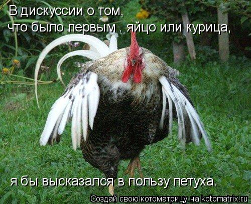 В дискуссии о том, что было первым — яйцо или курица, я бы высказался в пользу петуха.... Котоматрица: В дискуссии о том, что было первым — яйцо или курица, я бы высказался в пользу петуха.