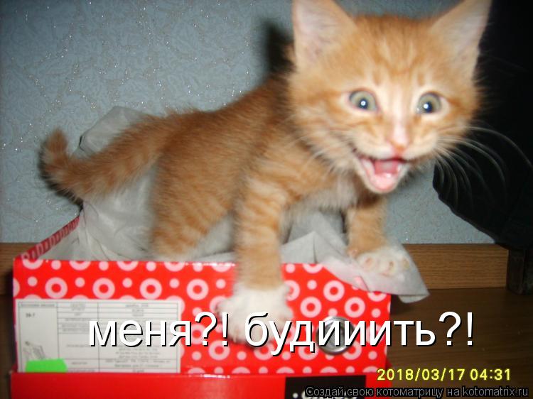 меня?! будииить?!... Котоматрица: меня?! будииить?!
