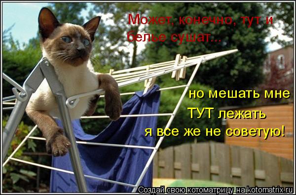 Может, конечно, тут и белье сушат... но мешать мне ТУТ лежать я все же не советую!... Котоматрица: Может, конечно, тут и белье сушат... но мешать мне ТУТ лежать я все же не советую!