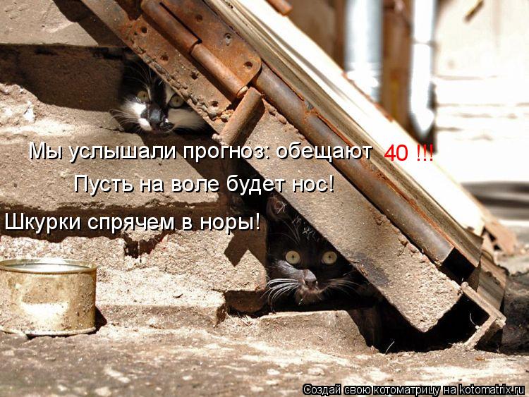 Шкурки спрячем в норы! Мы услышали прогноз: обещают 40 !!! Пусть на воле будет нос!... Котоматрица: Шкурки спрячем в норы! Мы услышали прогноз: обещают 40 !!! Пусть на воле будет нос!