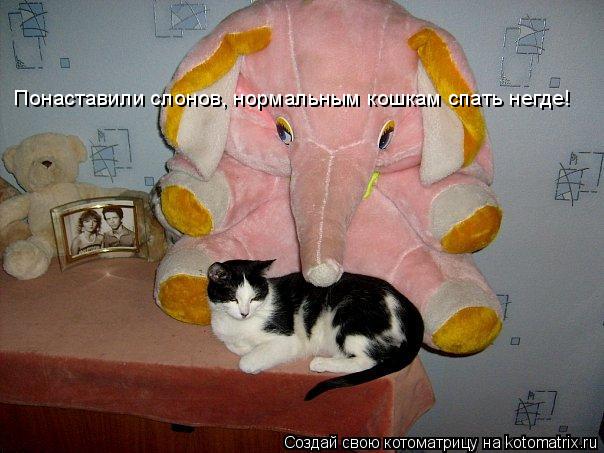 Понаставили слонов, нормальным кошкам спать негде!... Котоматрица: Понаставили слонов, нормальным кошкам спать негде!