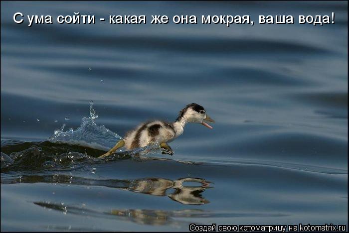 С ума сойти - какая же она мокрая, ваша вода!... Котоматрица: С ума сойти - какая же она мокрая, ваша вода!