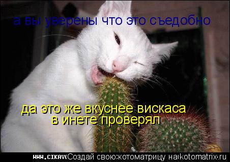 а вы уверены что это съедобно да это же вкуснее вискаса в инете проверял... Котоматрица: а вы уверены что это съедобно да это же вкуснее вискаса в инете проверял