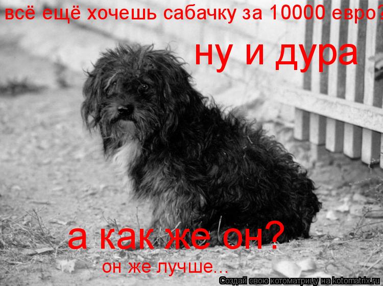 всё ещё хочешь сабачку за 10000 евро? ну и дура а как же он? он же лучше...... Котоматрица: всё ещё хочешь сабачку за 10000 евро? ну и дура а как же он? он же лучше...