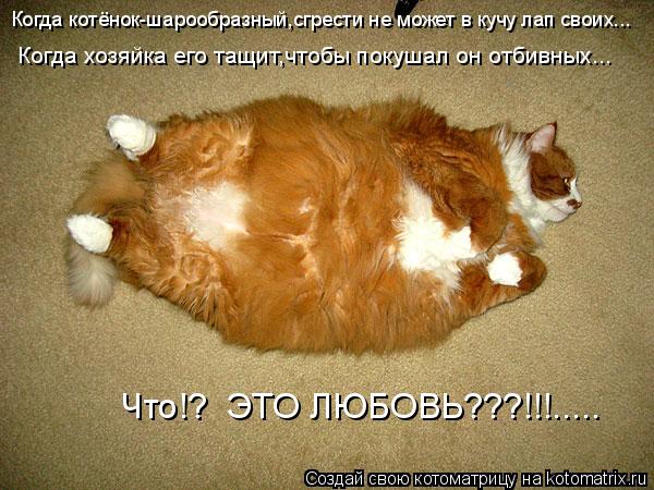 Когда котёнок-шарообразный,сгрести не может в кучу лап своих... Когда хозяйка его тащит,чтобы покушал... Котоматрица: Когда котёнок-шарообразный,сгрести не может в кучу лап своих... Когда хозяйка его тащит,чтобы покушал он отбивных... Что!? ЭТО ЛЮБОВЬ???!!!.....