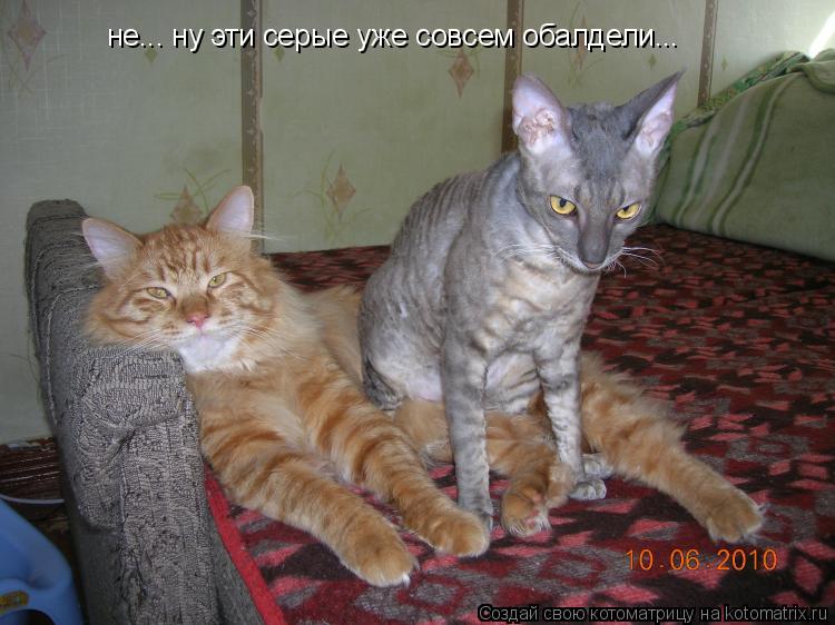 не... ну эти серые уже совсем обалдели...... Котоматрица: не... ну эти серые уже совсем обалдели...
