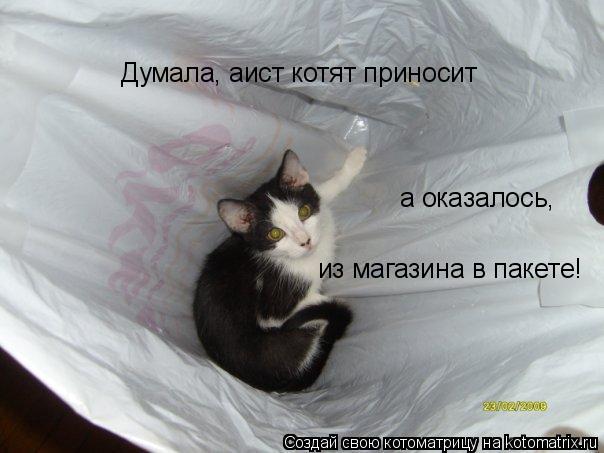 Думала, аист котят приносит а оказалось, из магазина в пакете!... Котоматрица: Думала, аист котят приносит а оказалось, из магазина в пакете!