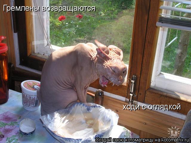 Гремлены возвращаются ходи с оглядкой... Котоматрица: Гремлены возвращаются ходи с оглядкой