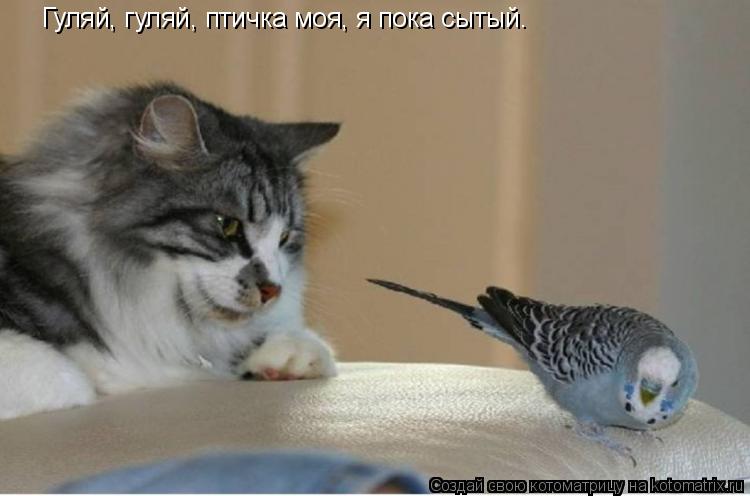 Гуляй, гуляй, птичка моя, я пока сытый.... Котоматрица: Гуляй, гуляй, птичка моя, я пока сытый.