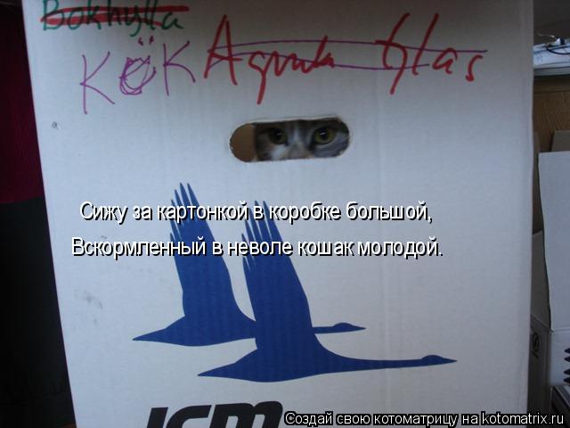 Сижу за картонкой в коробке большой, Вскормленный в неволе кошак молодой.... Котоматрица: Сижу за картонкой в коробке большой, Вскормленный в неволе кошак молодой.