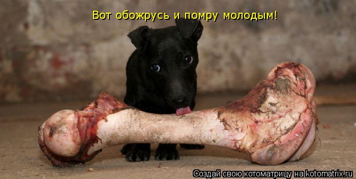 Вот обожрусь и помру молодым!... Котоматрица: Вот обожрусь и помру молодым!