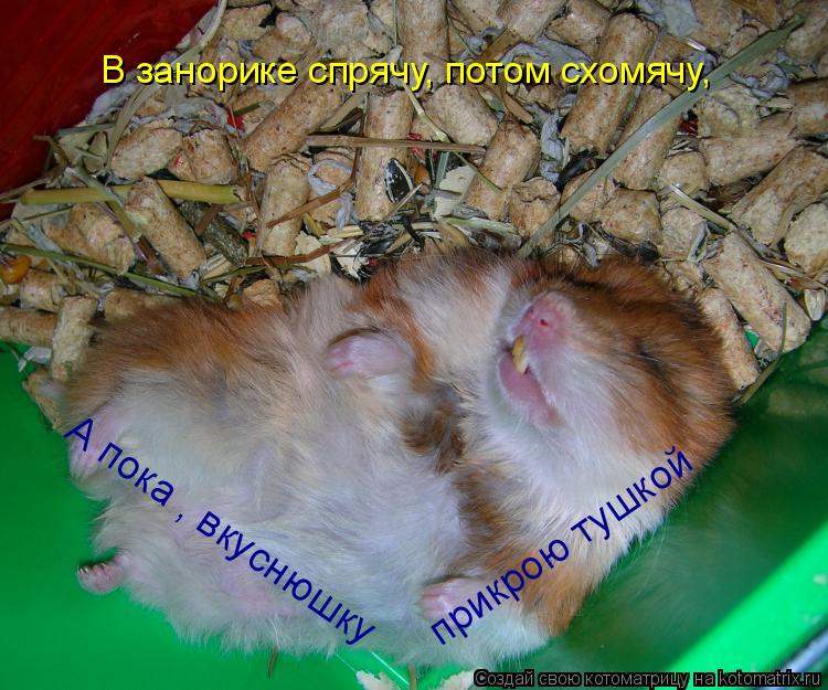 А пока , вкуснюшку прикрою тушкой В занорике спрячу, потом схомячу,... Котоматрица: А пока , вкуснюшку прикрою тушкой В занорике спрячу, потом схомячу,