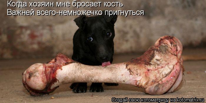 Когда хозяин мне бросает кость Важней всего-немножечко пригнуться... Котоматрица: Когда хозяин мне бросает кость Важней всего-немножечко пригнуться
